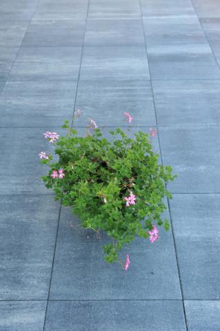 Excluton Terrassteen+ Grijs/Zwart 60x60x4cm
