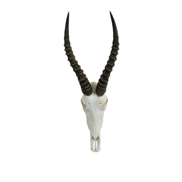 Blesbok Schedel Afrika