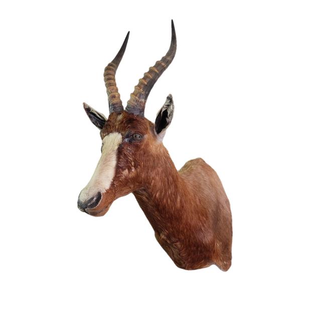 Blesbok shouldermount