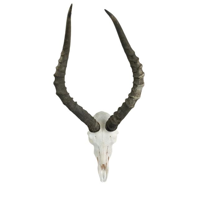 Impala schedel
