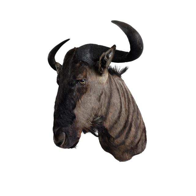 Wildebeest Shouldermount