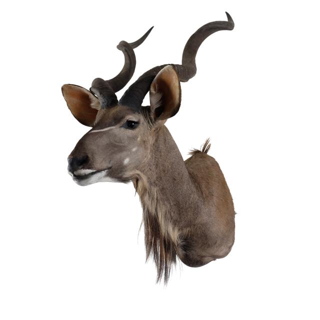Kudu Shouldermount