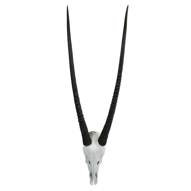 Gemsbok Schedel