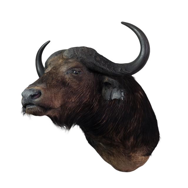Buffel shouldermount