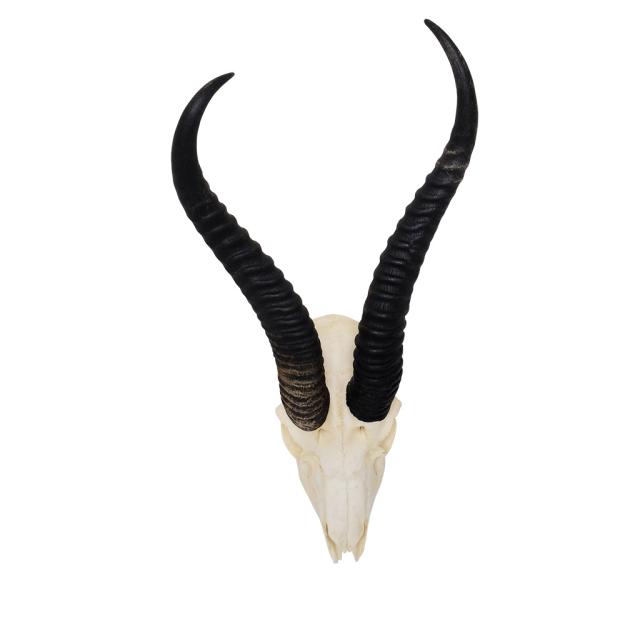 Springbok gewei