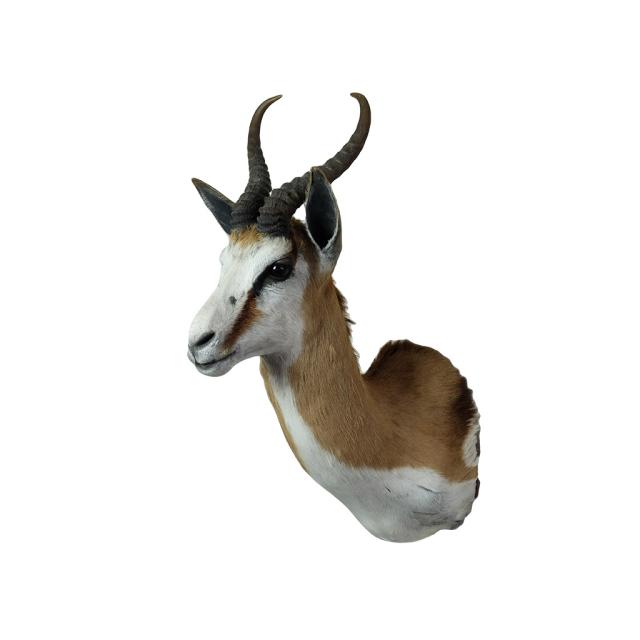 Springbok Shouldermount